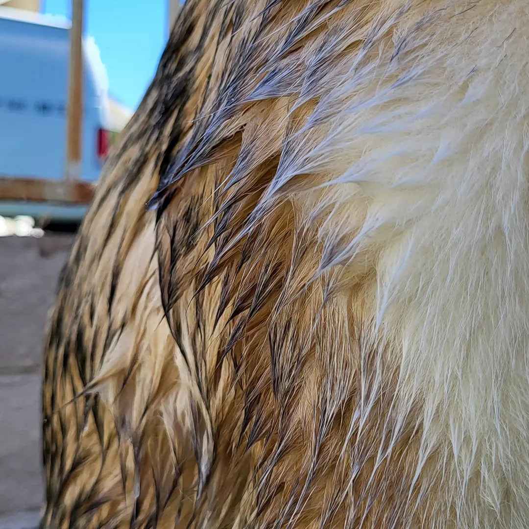 L’eau pénètre le pelage du chien jusqu’à la peau