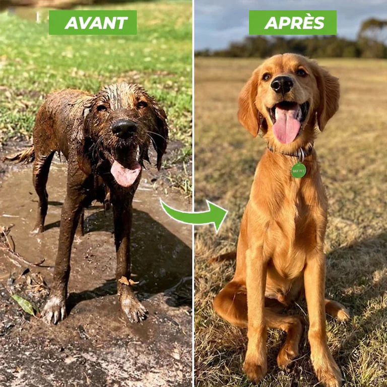 Avant et après le lavage d’un chien avec LeJetCanin