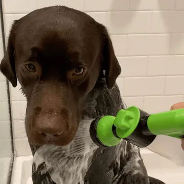 Le chien de Laura après son bain
