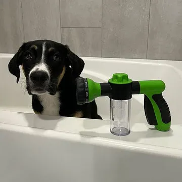 Les chiens de Sandra