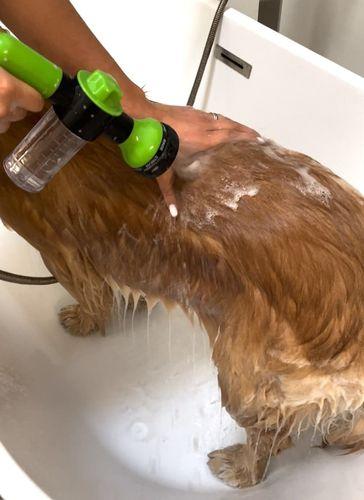 Photo d’un client du LeJetCanin