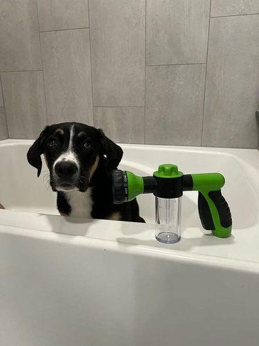 Le chien de Sandra dans son bain