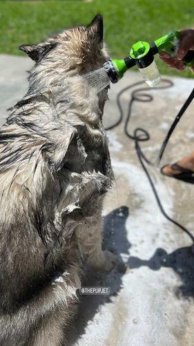 Photo d’un client du LeJetCanin