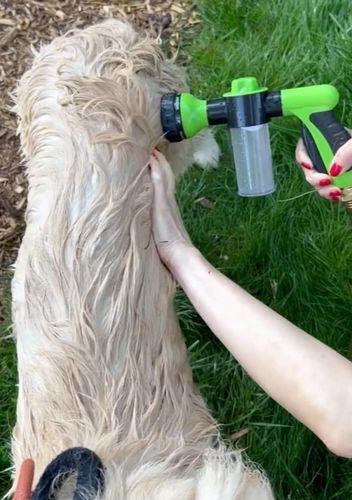Photo d’un client du LeJetCanin