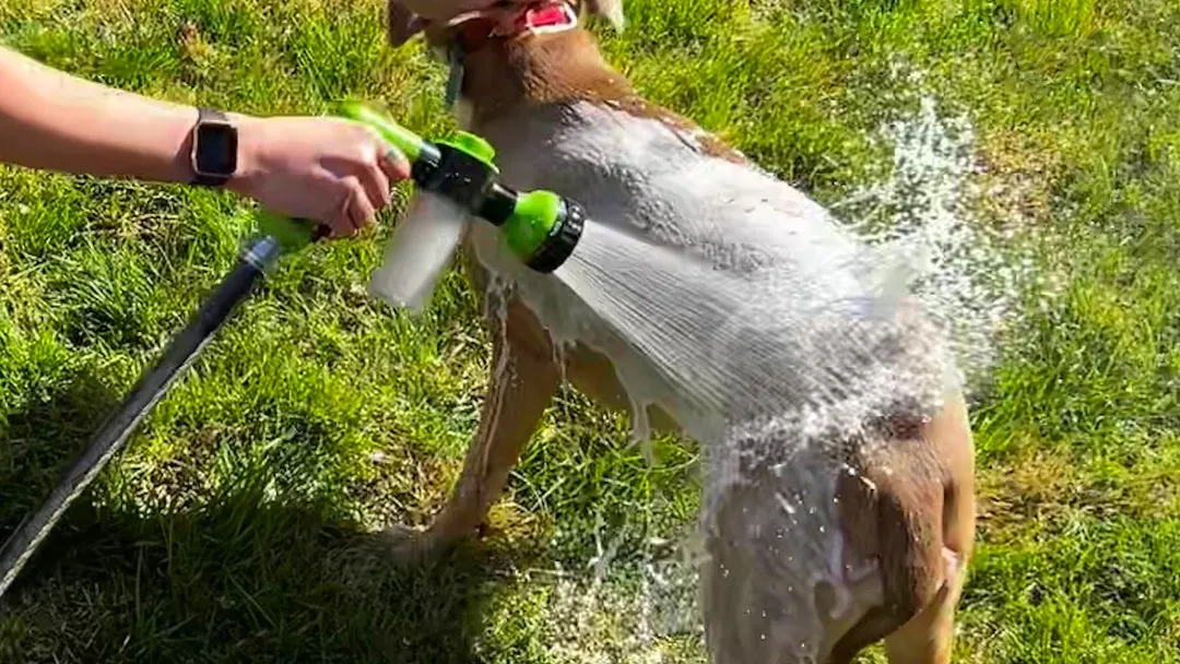 Lavage d’un chien avec le LeJetCanin