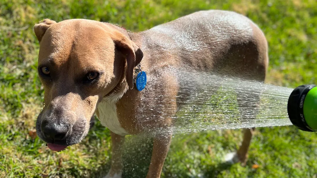 Rinçage et récompense du chien